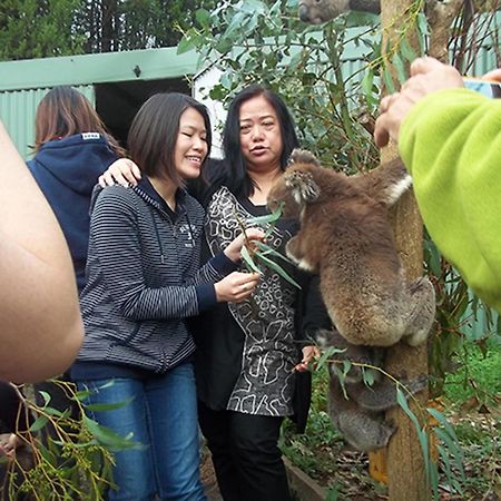 Fauna Australia Wildlife Retreat Lavers Hill المظهر الخارجي الصورة