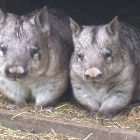 Fauna Australia Wildlife Retreat Lavers Hill المظهر الخارجي الصورة