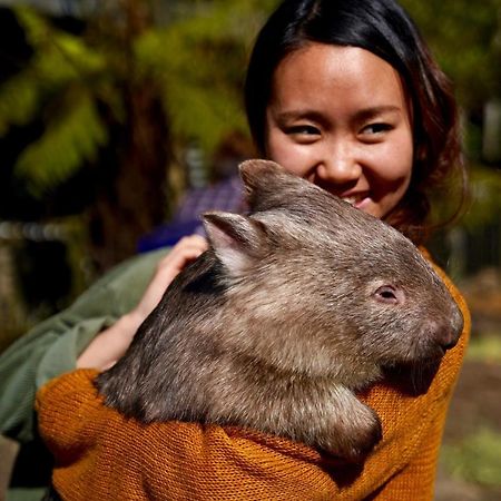 Fauna Australia Wildlife Retreat Lavers Hill المظهر الخارجي الصورة