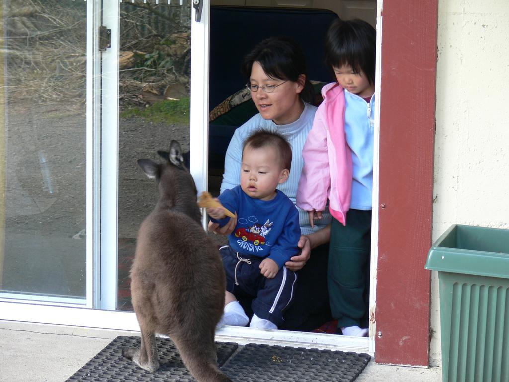 Fauna Australia Wildlife Retreat Lavers Hill المظهر الخارجي الصورة