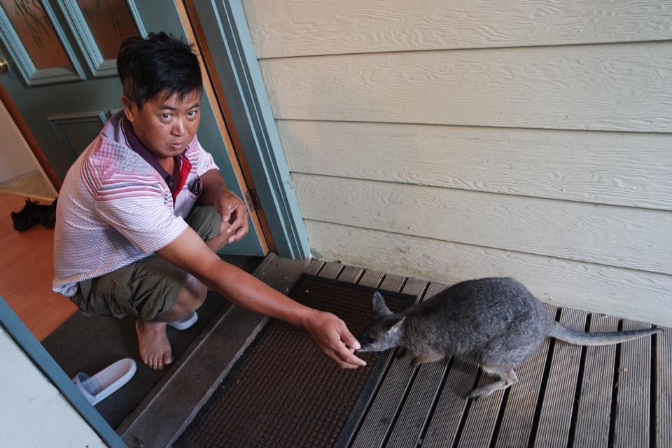 Fauna Australia Wildlife Retreat Lavers Hill المظهر الخارجي الصورة