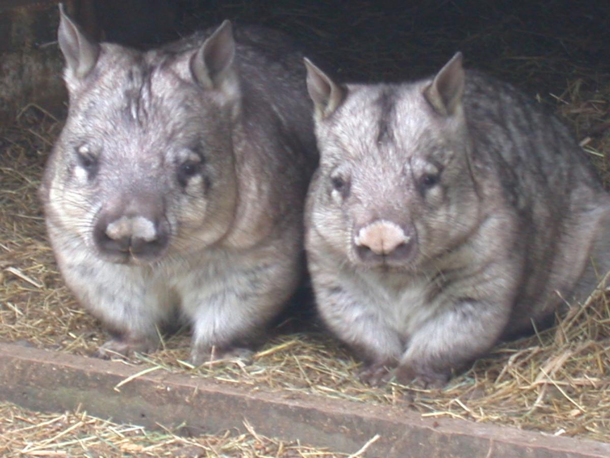 Fauna Australia Wildlife Retreat Lavers Hill المظهر الخارجي الصورة