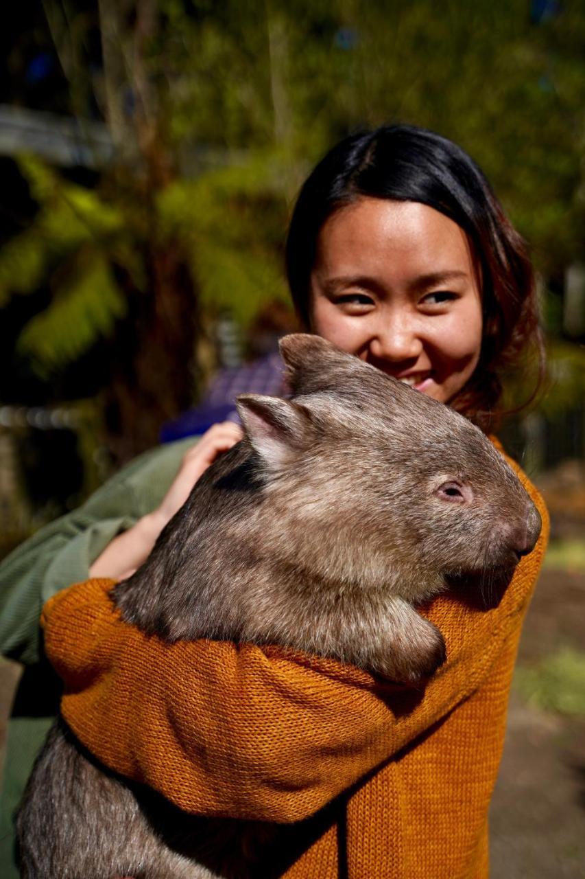 Fauna Australia Wildlife Retreat Lavers Hill المظهر الخارجي الصورة