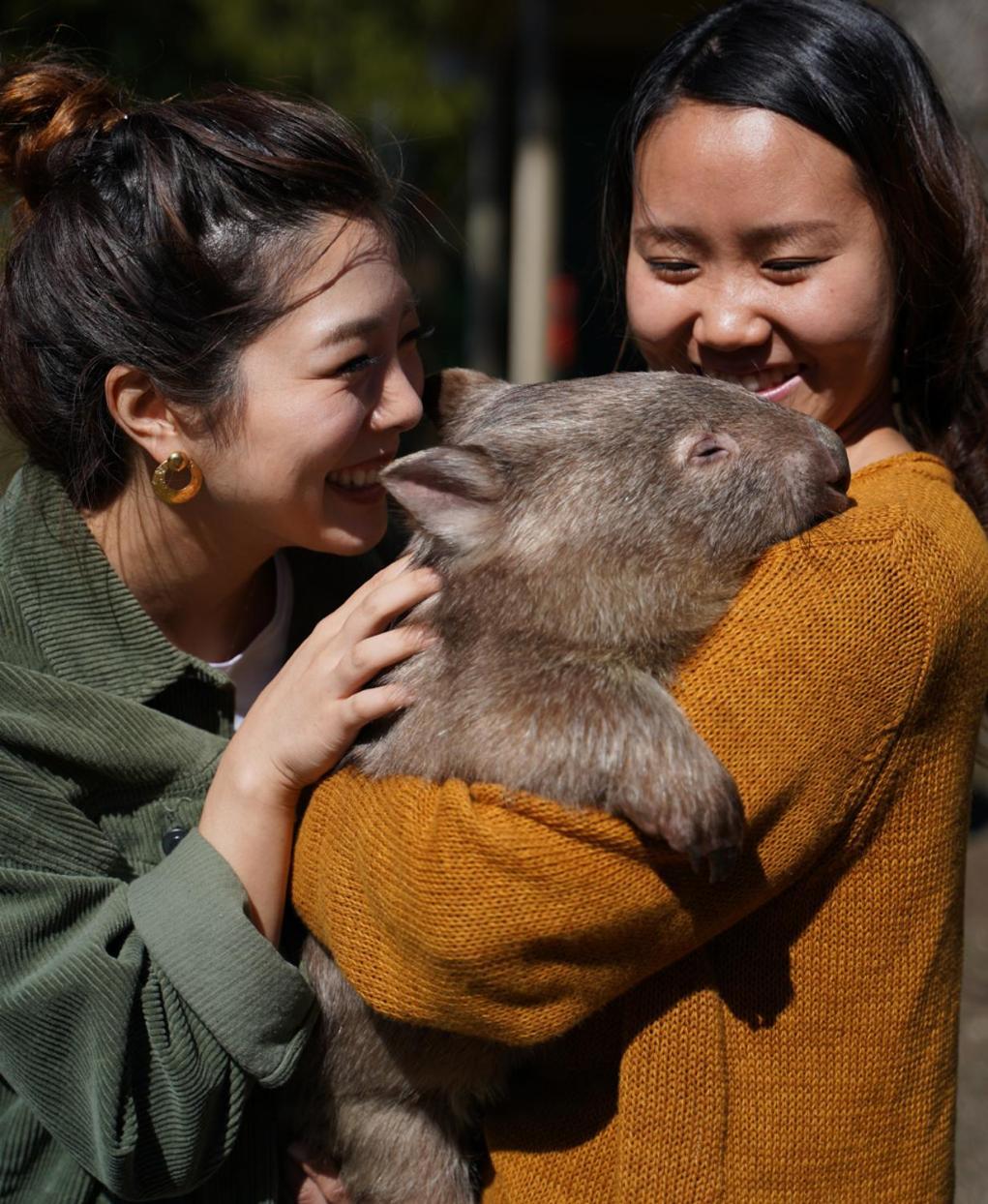 Fauna Australia Wildlife Retreat Lavers Hill المظهر الخارجي الصورة