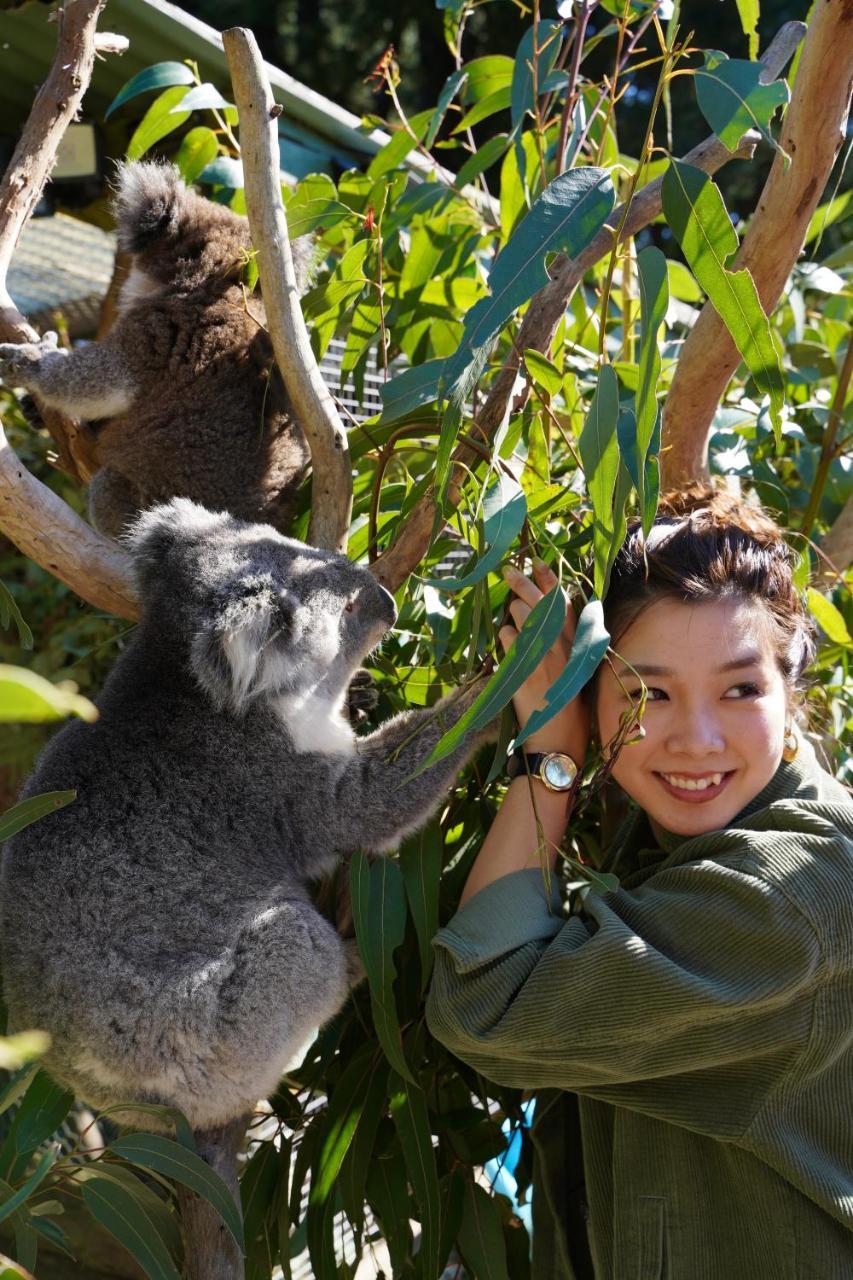 Fauna Australia Wildlife Retreat Lavers Hill المظهر الخارجي الصورة